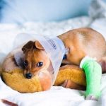 dog bone fractures