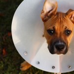 cone_of_shame_640x420.jpg