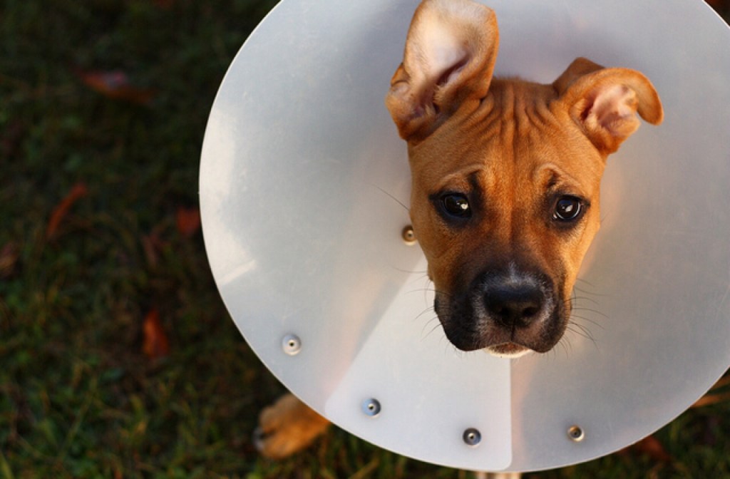 cone_of_shame_640x420.jpg