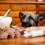 homemade dog food recipes