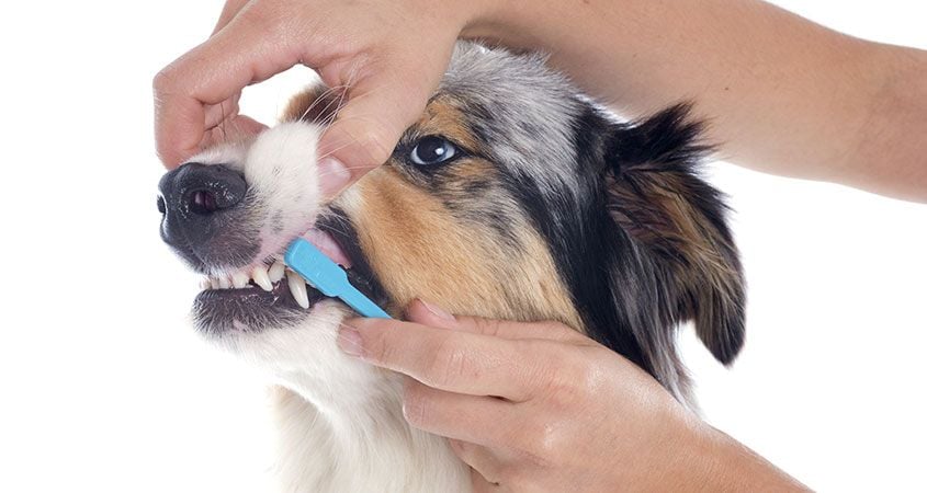 Can i brush dogs teeth with human toothpaste hotsell