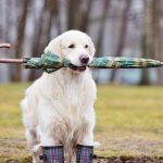 white dog holding umbrella