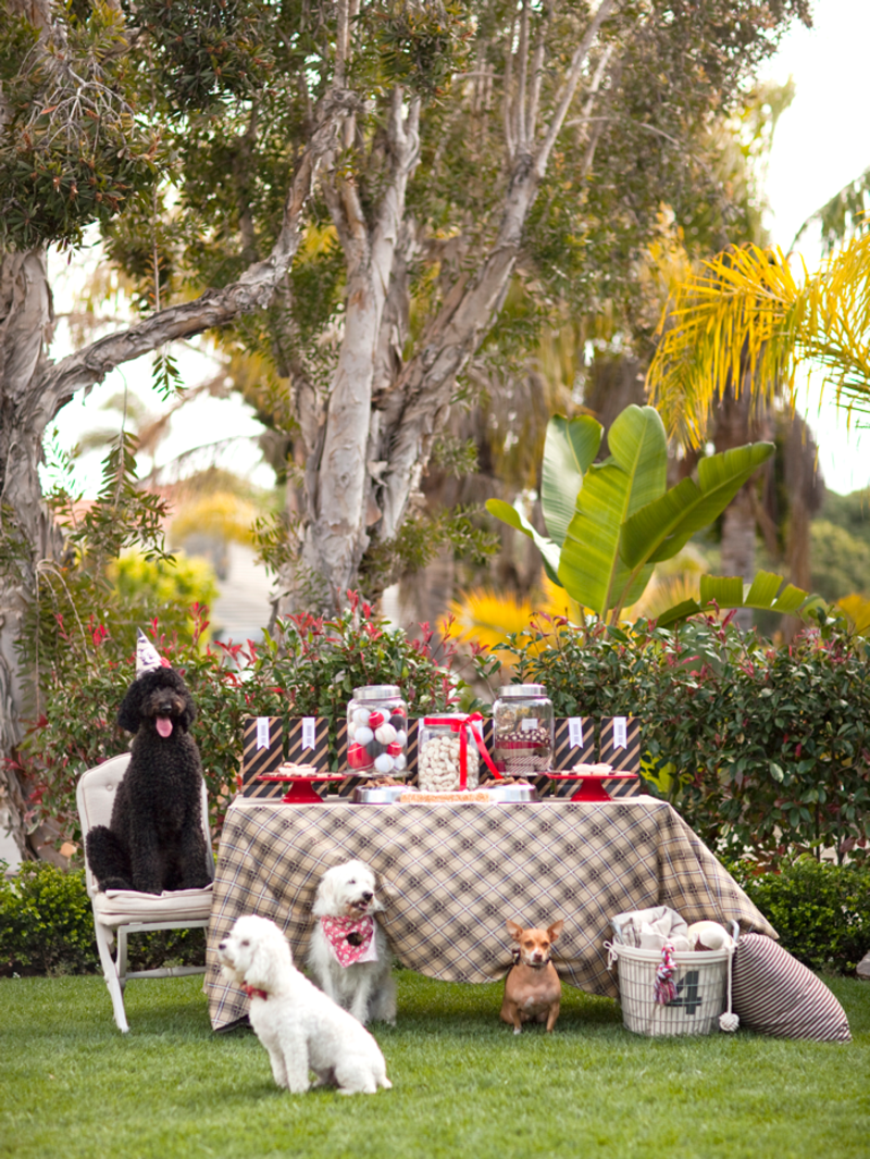 dog birthday party