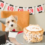 scruffy dog birthday cake