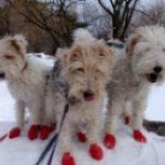 three dogs wearing booties in snow