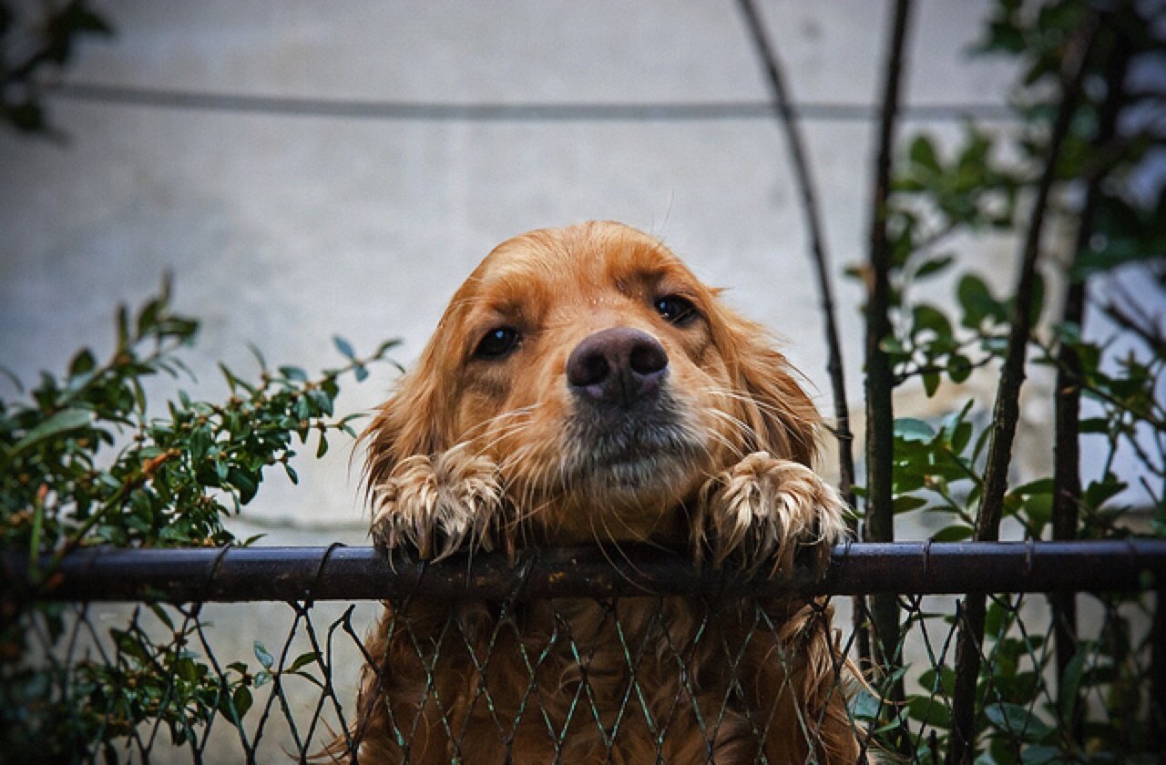 dog_fence_640x420.jpg