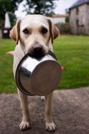 What To Give Dogs For Diarrhea Healthy Paws