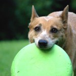 dog_frisbee_640x420.jpg