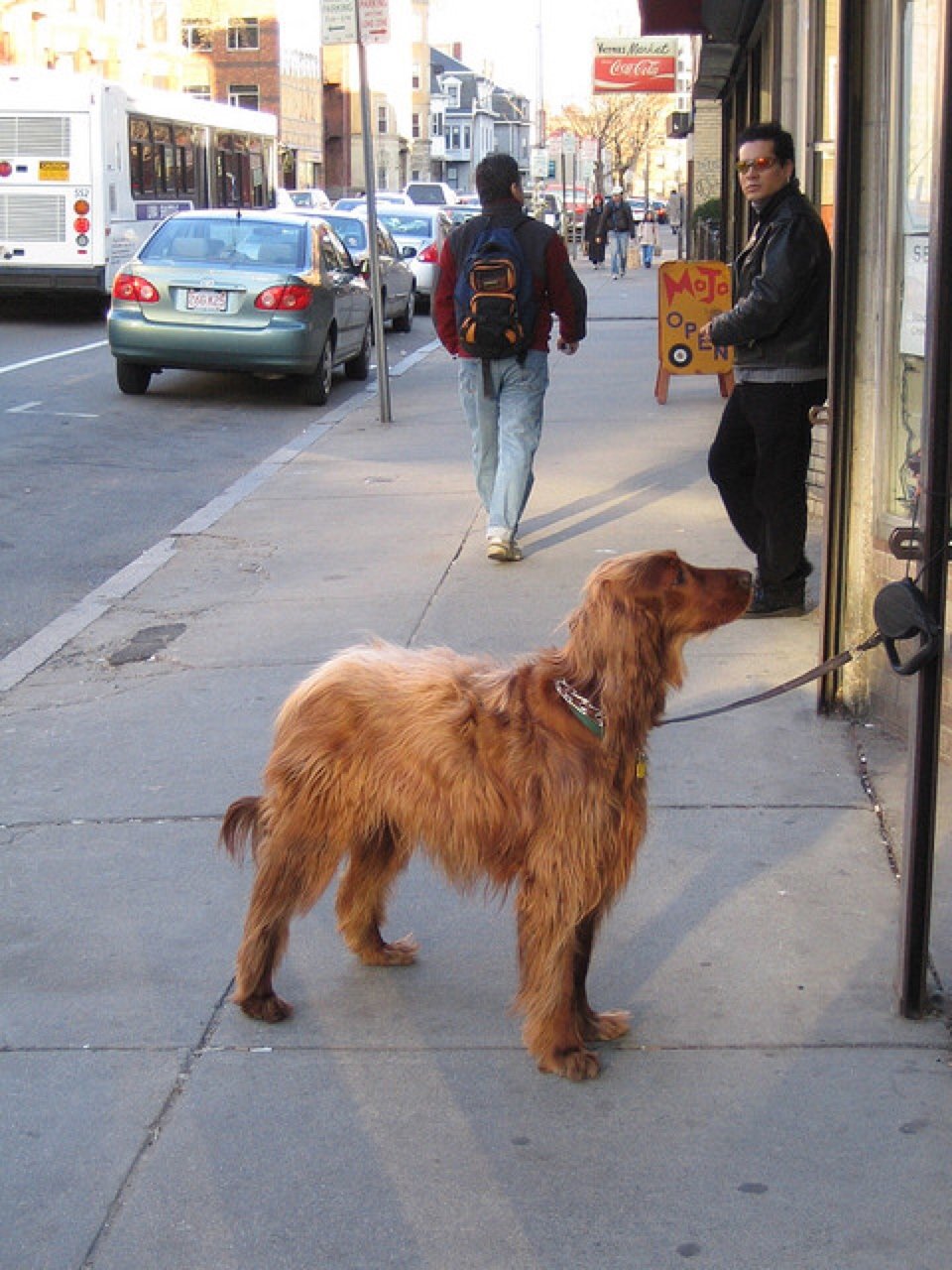 Afghan dog