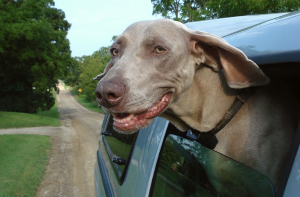 dog_road_trip_640x420.jpg