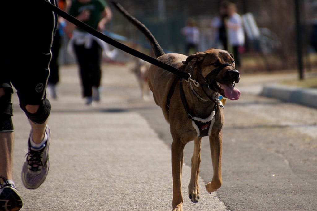 walking the dog