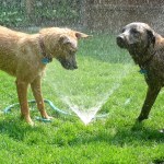 dog_sprinklers_640x420.jpg