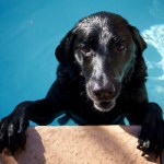 dog_swimming_pool_640x420.jpg