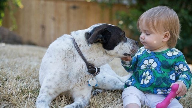 dogs and babies