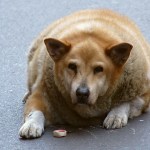 fat_dogs_640x420.jpg