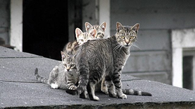 feral cats 640x420