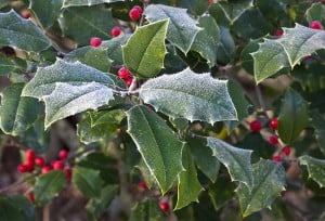 mistletoe and holly