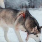 husky sniffing snow