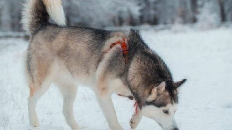 husky sniffing snow