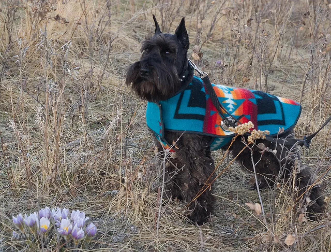 Miniature Schnauzer