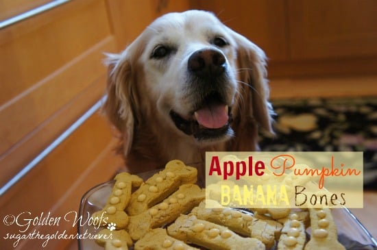 pumpkin dog treat recipes