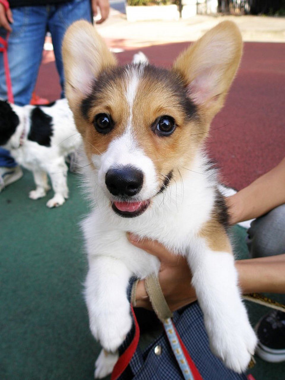 Corgi puppy