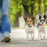 person walking two dogs