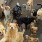 group of mixed breed dogs sitting