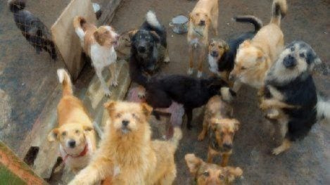 group of mixed breed dogs sitting