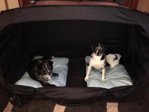 Two dogs on pillows