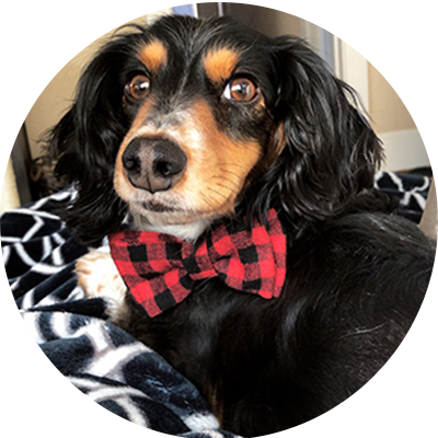 Charlie Dachshund Pain Healthy Paws Cost of Pet Health Care Report 2019
